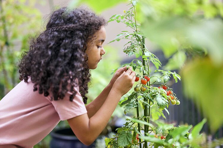 Nachhaltigkeit im DRK Mädchen pflückt Tomaten