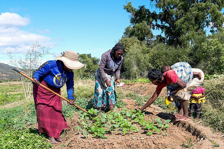 Ernährungssicherheit in Madagaskar Frauen in Madagaskar bearbeiten ein Feld