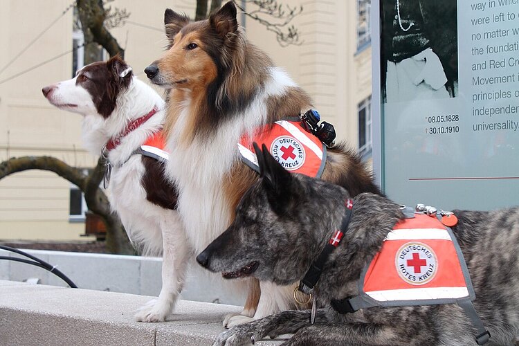 DRK-Rettungshunde_Fiaccolata_2023 Drei Hunde mit dem Rotkreuzabzeichen sitzen auf einer Mauer vor dem Bildnis von Henri Dunant