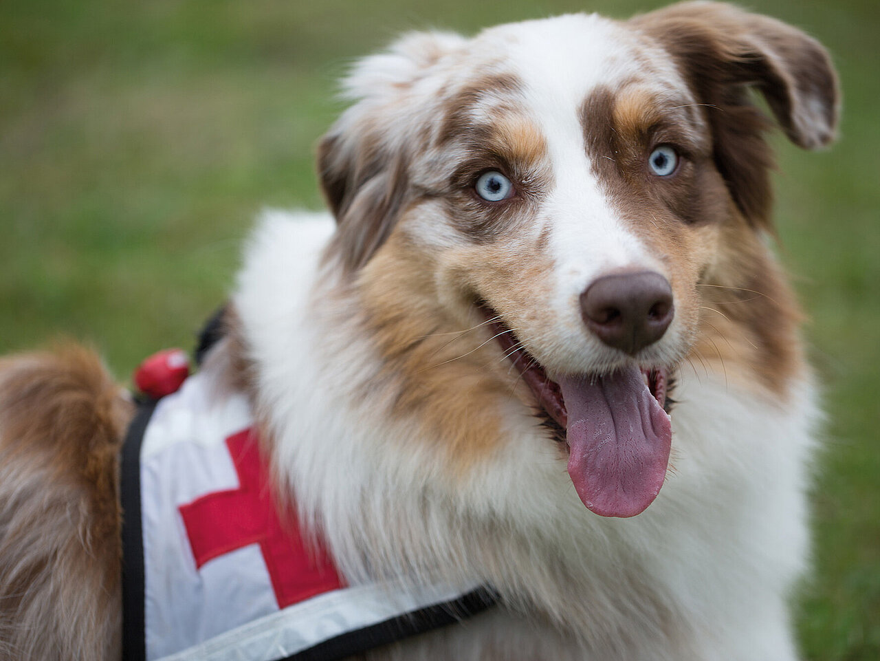 Hund mit Rotkreuz-Binde