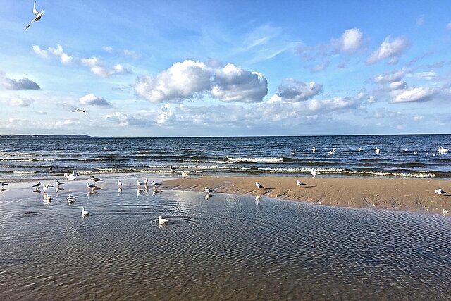 Ostsee und Möwen