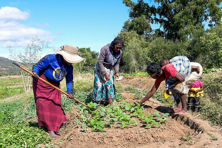 Frauen in Madagaskar bearbeiten ein Feld 